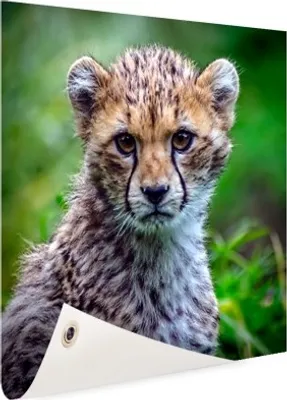 Produktbild von Gartenposter - 120x80 cm - Jagd auf Leopardenjunges Foto  - Modernes Wandbilder - Wilde Tierposter