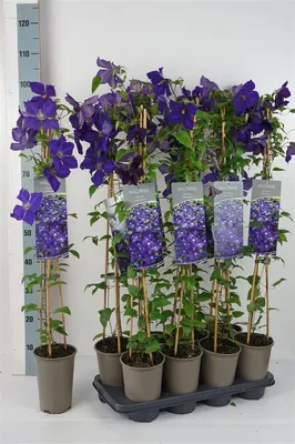 Produktbild von Clematis Hybride 'Jackmanii', Waldrebe, violett, 60–100 cm