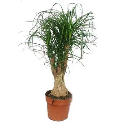 Zdjęcie produktu dla Stopa slonia - rozgaleziona - roslina domowa - ok. 60 cm