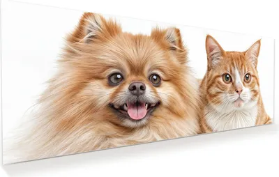Produktbild von Glasbild 125x50cm in XXL für Wohnzimmer, Schlafzimmer Motiv Hund und Katze