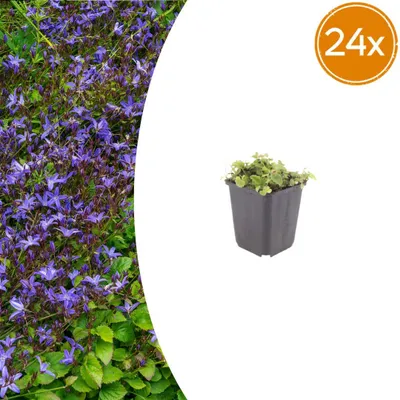 Immagine prodotto di Campanula poscharskyana | 24 pezzi - 10-25cm - Ø9cm - Pianta da giardino