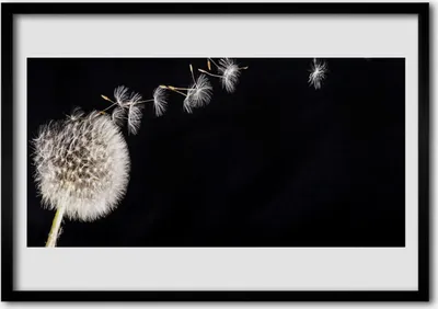 Produktbild von Bild 100x70 MDF-Rahmen Wandkunst Löwenzahn-Blumen-Anlage