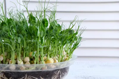 Produktbild von 500 g Erbsen Keimsaat für Microgreens & Sprossen – Hohe Keimfähigkeit – Frische, nährstoffreiche Erbsensprossen selbst ziehen – Ideal für Anzuchtschal