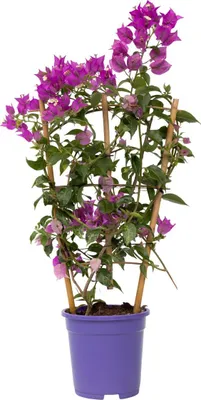 Zdjęcie produktu dla Bugenwilla - Bougainvillea 'Alexandra' - Wysokość 50-60cm - ⌀17cm