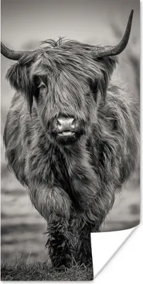 Produktbild von MuchoWow® Poster Schottischer Highlander - Schwarz und Weiß 60x120 cm - Wandschmuck