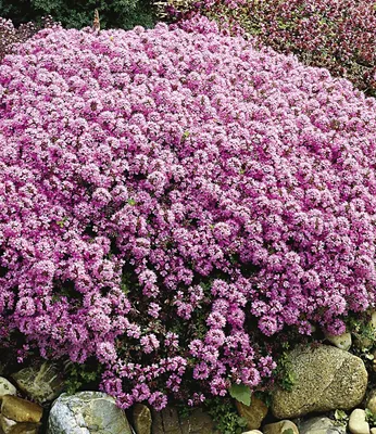 Produktbild von BALDUR Garten 3x Winterharter Bodendecker Langhaariger Gebirgs-Thymian, Pflanzen im 9x9 cm-Topf, Thymus praecox, Polsterthymian, Thymian, winterharte Staude, trockenresistent, bienenfreundlich