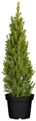 Produktbild von Picea glauca 'Conica', Zuckerhutfichte, kompakt, 60–70 cm