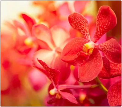 Produktbild von Spritzschutz Herdabdeckplatte Schneidebrett aus Glas Orchideen 1-Teilig (60x52cm)