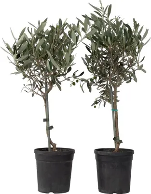 Two potted olive trees against a white background.
