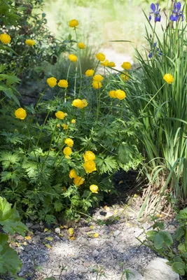 Produktbild von Trollblume, im Topf - Trollius europaeus