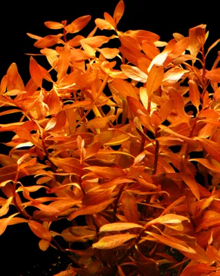 Produktbild von 1 Bund Rote Ludwigie - (Ludwigia Inclinata)