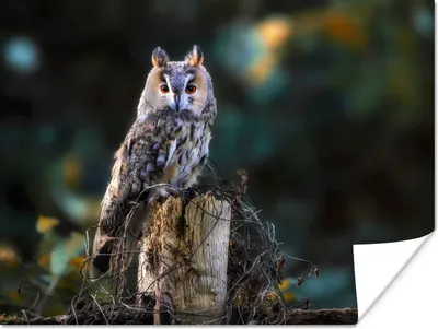Produktbild von MuchoWow® Poster Eule - Herbst - Vogel - Äste 120x90 cm - Wandbild
