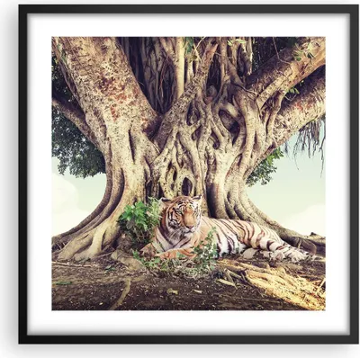 Produktbild von Gerahmtes Poster - Schwarzer Rahmen - Tiger Wild Baum - 50x50 cm - Wand Bild - Wanddeko - Wandbilder - Kunstposter - Wandposter - Bilderrahmen - Bilder - Kunstdruck - Wanddekoration - P2BAC50x50-5124