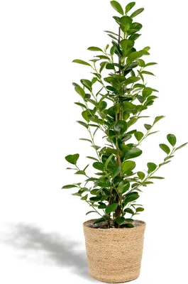 Obrázok produktu pre Ficus microcarpa Moclame – Ø 21 cm – ↕ 95 cm vrátane prírodného koša – nenáročná izbová rastlina, ktorá čistí vzduch – ušľachtilý fikus – do interiéru a kancelárie