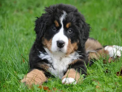 Produktbild von Lais Puzzle Berner Sennenhund 1000 Teile