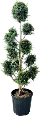 Obrázek produktu pro Cypřišovec Leylandův PonPon FloraSelf Cupressocyparis leylandii výška 130-150 cm květináč 18 l