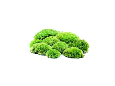 Obrázok produktu pre Gardners Mach čerstvý - veľkosť 12x18 cm