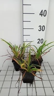 Obrázok produktu pre 6 x Hemerocallis hybr. 'Pardon Me' - denivka - kvetináč 9 x 9 cm