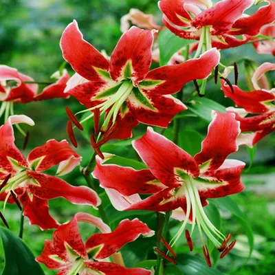 Produktbild von Lilien Blumenzwiebeln Zwiebeln Blumen Baumlilie Black Beauty 1 St.