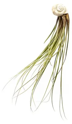 Obrázek produktu pro Gardners Šnek s Tillandsií Juncea