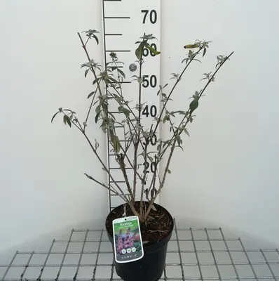 Zdjęcie produktu dla Buddleja dav. 'Pink delight' - Krzew motylkowy 'Pink Delight 40- Pojemnik 60 cm