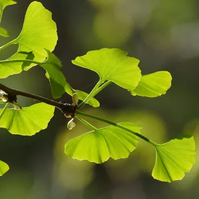 Obrázek produktu pro Ginkgo (Ginkgo biloba)  – 5 kusů