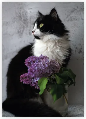 Produktbild von 4x Hochwertige Katzen Grußkarte mit Garten Flieder zum Geburtstag, als Dankeschön