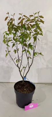 Produktbild von Amelanchier lamarckii, Johannisbeerbaum, mehrstämmig, 3-Liter-Topf