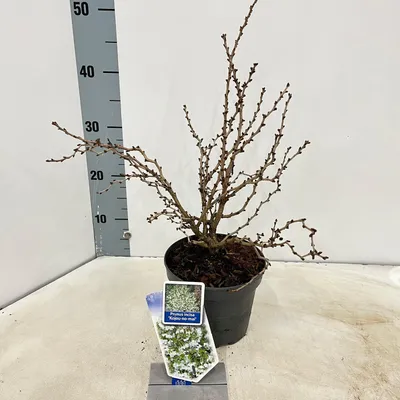 Immagine prodotto di Prunus incisa 'Kojou-no-mai' - Ciliegio ornamentale | 30-40 cm in vaso
