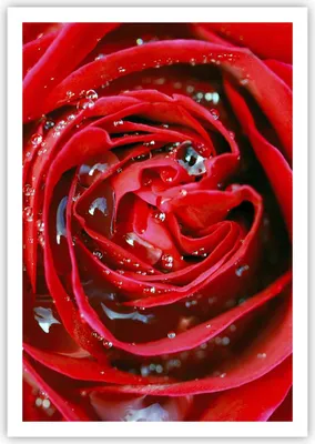 Produktbild von Poster - Poster ohne Rahmen - Rose Blume Blütenblätter Tau - 70x100 cm - Wand Bild - Wanddeko - Wandbilder - Kunstposter - Wandposter - Bilder - Kunstdruck - Wandbild - P2XPA70x100-1518