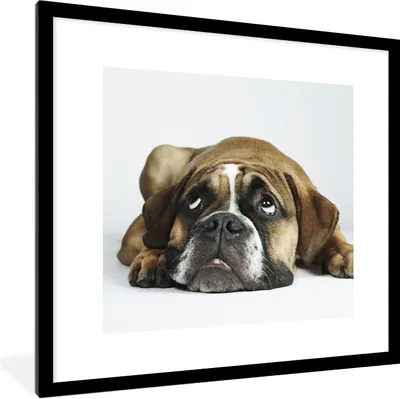 Produktbild von MuchoWow® Gerahmtes Poster Hund - Haustiere - Weiß 40x40 cm - Poster mit Schwarzem Bilderrahmen Wandposter Rahmen Foto Bilder - Poster - Plakat im Rahmen