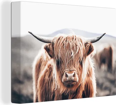 Obrázok produktu pre MuchoWow® - Plátno - Škótsky horal - Hora - Hoorn, nástenná maľba, nástenné dekorácie obrazy obývacia izba, 120x90cm