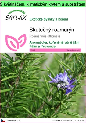Obrázek produktu pro SAFLAX Garden to go - Skutečný rozmarýn - Rosmarinus officinalis - 100 Semena - S květináčem, klimatickou poklicí a pěstebním substrátem