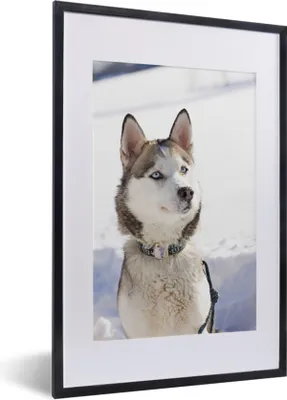 Produktbild von MuchoWow® Gerahmtes Poster Sibirischer Husky im Schnee 40x60 cm - Poster mit Schwarzem Bilderrahmen Wandposter Rahmen Foto Bilder - Poster in Rahmen
