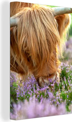 Produktbild von OneMillionCanvasses® - Leinwandbilder - 90x140 cm, Schottische Hochlandrind - Gras - Heidekraut - Tiere, Wandbilder Kunstdruck Wanddekoration - Hochland Rind - Kuh - Gemälde auf - Wandschmucke - Schlafzimmer