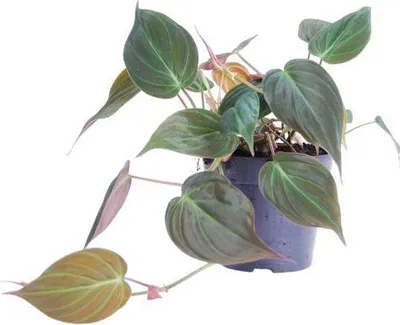 Image de Philodendron scandens Micans, plante d'intérieur, 25 cm, Ø 12 cm, facile d'entretien