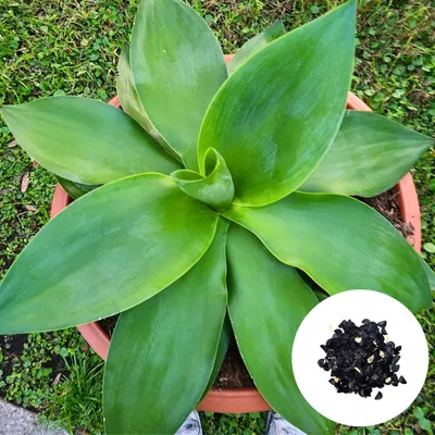 Zdjęcie produktu dla Agave Ellemeetiana - 5 nasion - Agawa szmaragdowa - Miękkolistna - Wrażliwa na mróz