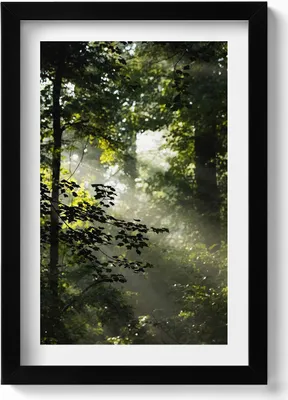 Produktbild von Sonnenstrahlen und Bäume– Wandbild mit Rahmen – Gerahmtes Bild  – Wanddekoration – 20x30 cm – Schwarz