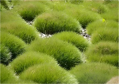 Produktbild von 10 x Festuca gautieri (Ziergras/Gräser/Stauden/Bodendecker/Steingarten) Bärenfellgras - winterhart und immergrün - sehr Pflegeleicht - Stauden Gänge