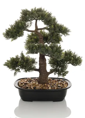 Obrázek produktu pro hjh OFFICE Umělá rostlina BONSAI Umělá rostlina borovice Výška 44,0 cm Dekorace