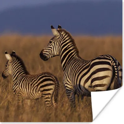 Produktbild von MuchoWow® Poster Mutter und Babyzebra 100x100 cm - Babyzimmer