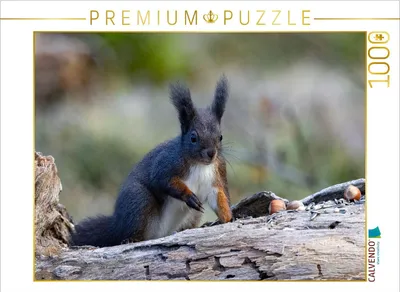 Produktbild von CALVENDO Puzzle Ein Motiv aus dem Kalender Oachkatzl | 1000 Teile Lege-Größe 64x48cm Foto-Puzzle für glückliche Stunden