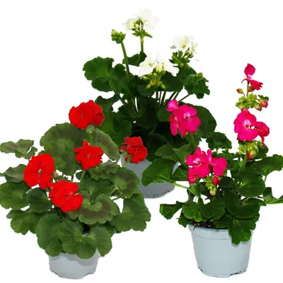 Produktbild von Pelargónie vzpriamené - Pelargonium zonale - 12cm kvetinác - sada 3 rastlín - mix farieb