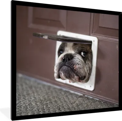 Produktbild von MuchoWow® Gerahmtes Poster Hund - Lustig - Katzenklappe - Kinder - Jungen - Mädchen - Kinder 40x40 cm - Poster mit Schwarzem Bilderrahmen Wandposter Rahmen Foto Bilder - Mit Rahmen - Wanddekoration Schlafzimmer