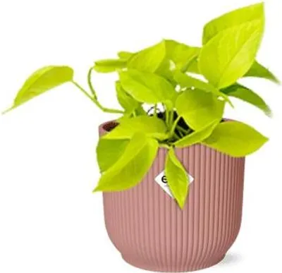 Image de Pothos doré Ø 14 cm, pot décoratif, plante grimpante purificatrice d'air, plante d'intérieur