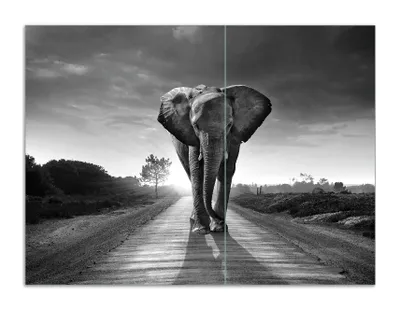Produktbild von Wallario Herdabdeckplatte aus Glas, Größe 70 x 52 cm 2-teilig, Motiv Elefant bei Sonnenaufgang in Afrika schwarzweiß