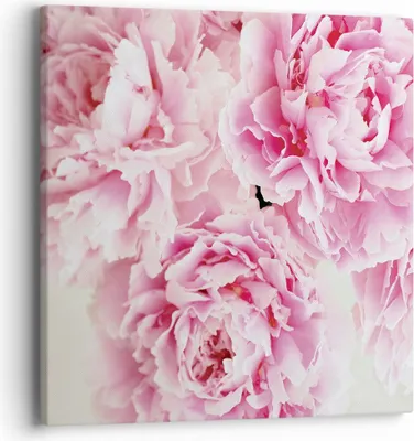 Produktbild von Bild auf Leinwand - Leinwandbild - Einteilig - Pfingstrosen Blumenstrauß Blumen - 40x40cm - Wand Bild - Wanddeko - Wandbilder - Leinwanddruck - Bilder - Wanddekoration - Leinwand bilder - AC40x40-4961