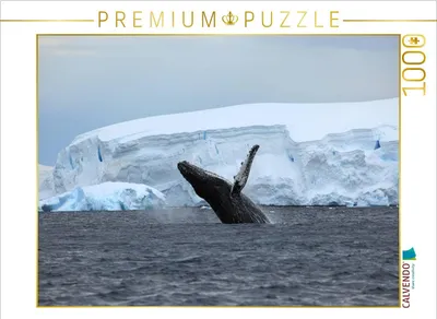 Produktbild von CALVENDO Puzzle Ein Motiv aus dem Kalender Die Antarktis / CH-Version | 1000 Teile Lege-Größe 64x48cm Foto-Puzzle für glückliche Stunden