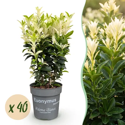Produktbild von Euonymus japonica Paloma Blanca - Spindelstrauch - Heckenpflanzen - Immergrün - Grün - Weiß - Winterhart - 40 Pflanzen - Topf Ø 9 cm - Höhe 20-30 cm