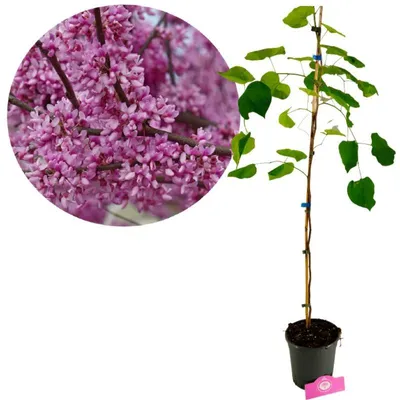 Zdjęcie produktu dla Cercis canadensis, judaszowiec amerykański, wysokość 100 cm, doniczka 2 litry